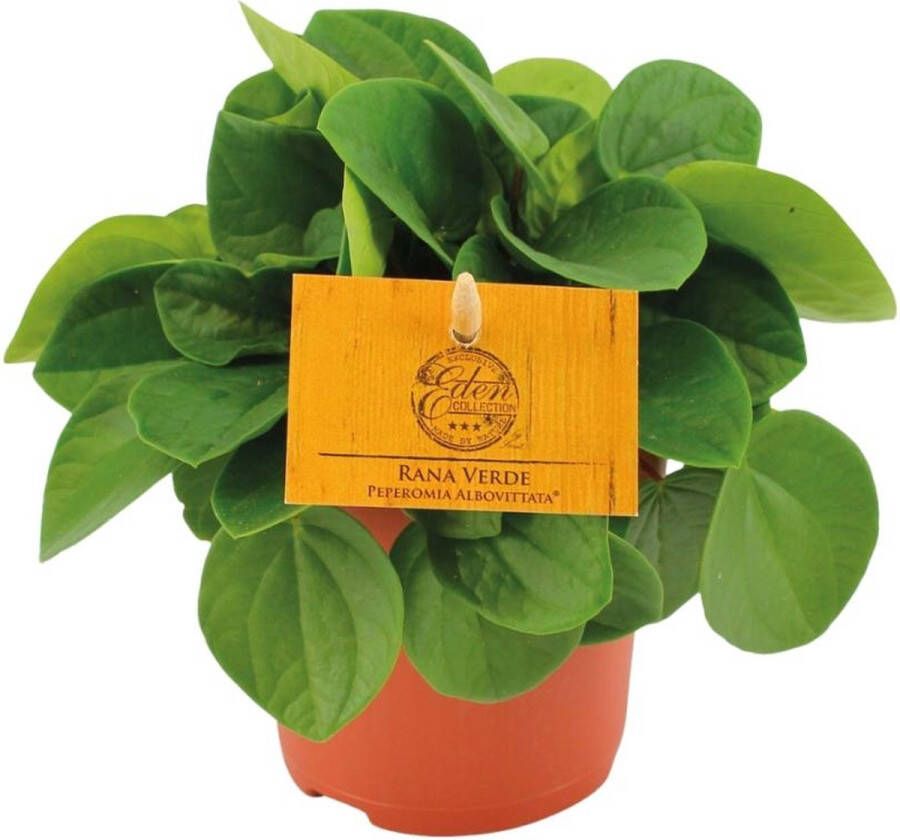 BOTANICLY Groene plant – Dwergpeper (Peperomia Rana Verde) – Hoogte: 15 cm – van