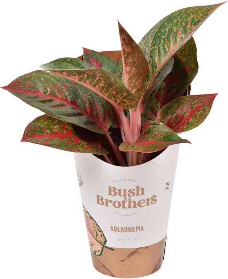 BOTANICLY Groene plant – Epipremnum (Aglaonema) – Hoogte: 35 cm – van