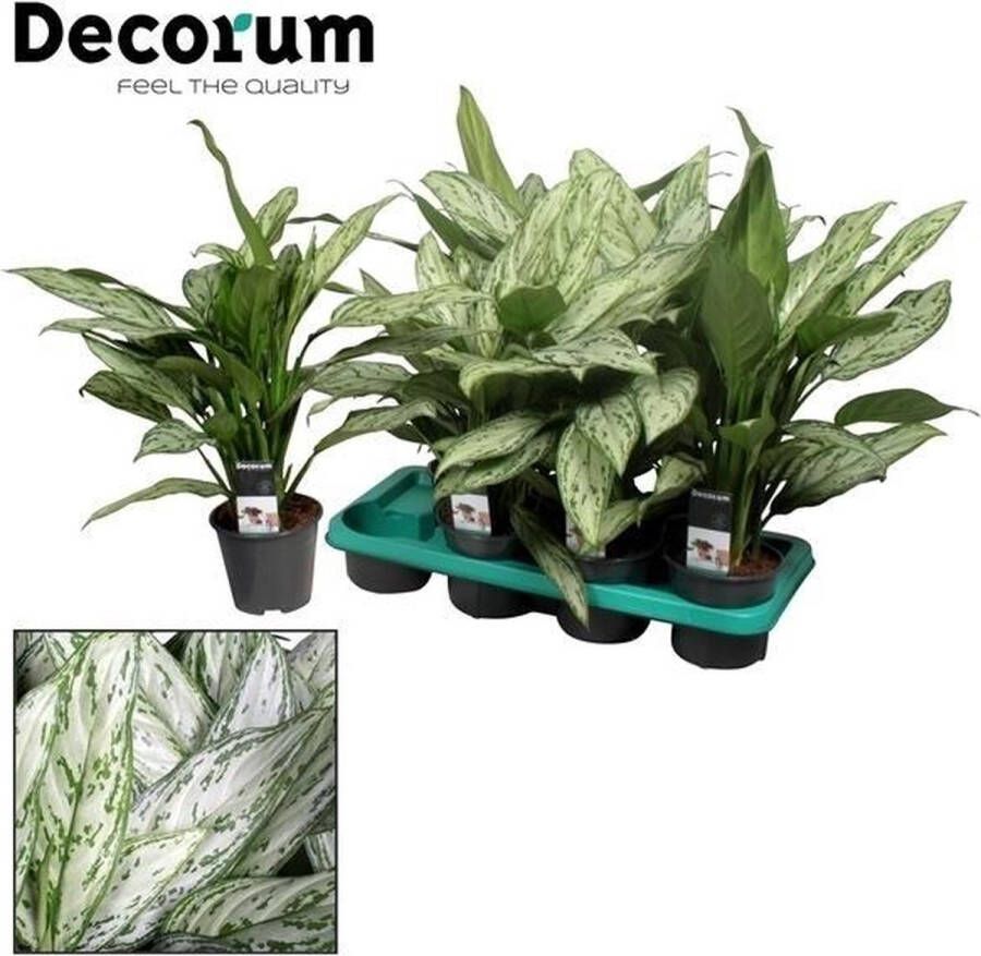 BOTANICLY Groene plant – Epipremnum (Aglaonema) – Hoogte: 45 cm – van