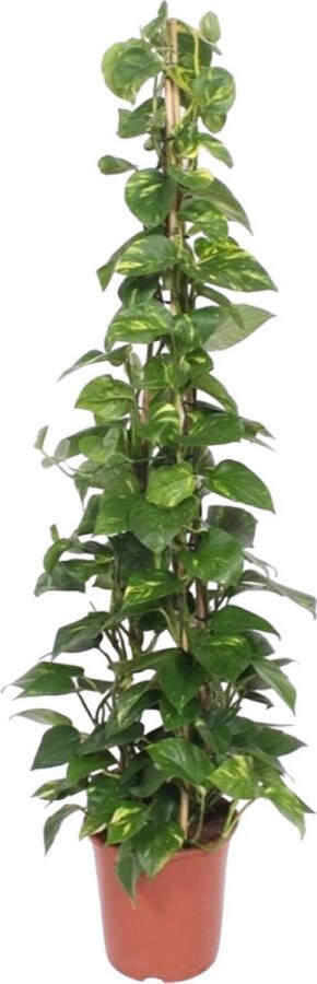 BOTANICLY Groene plant – Epipremnum Aureum (Epipremnum Aureum) – Hoogte: 160 cm – van