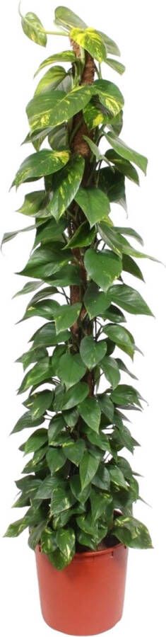 BOTANICLY Groene plant – Epipremnum Aureum (Epipremnum Aureum) – Hoogte: 180 cm – van