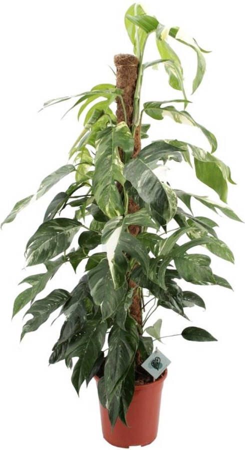 BOTANICLY Groene plant – Epipremnum Pinnatum Albo Variegata (Epipremnum Pinnatum Albo Variegata) – Hoogte: 125 cm – van