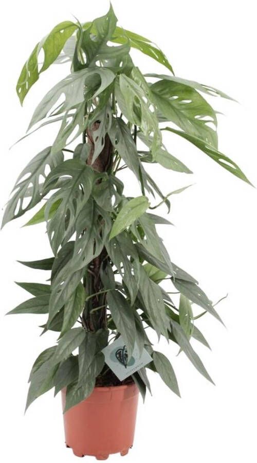 BOTANICLY Groene plant – Epipremnum Pinnatum Cebu Blue (Epipremnum Pinnatum Cebu Blue) – Hoogte: 65 cm – van