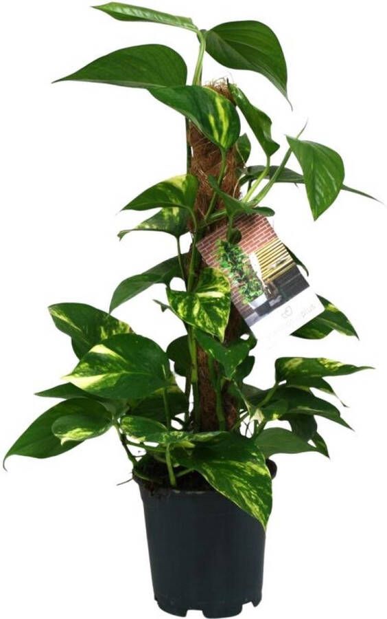 BOTANICLY Groene plant – Epipremnum (Scindapsus Epipremnum) – Hoogte: 50 cm – van