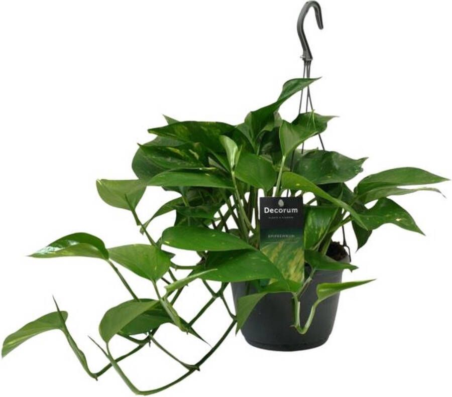 BOTANICLY Groene plant – Epipremnum (Scindapsus Epipremnum) met bloempot – Hoogte: 45 cm – van