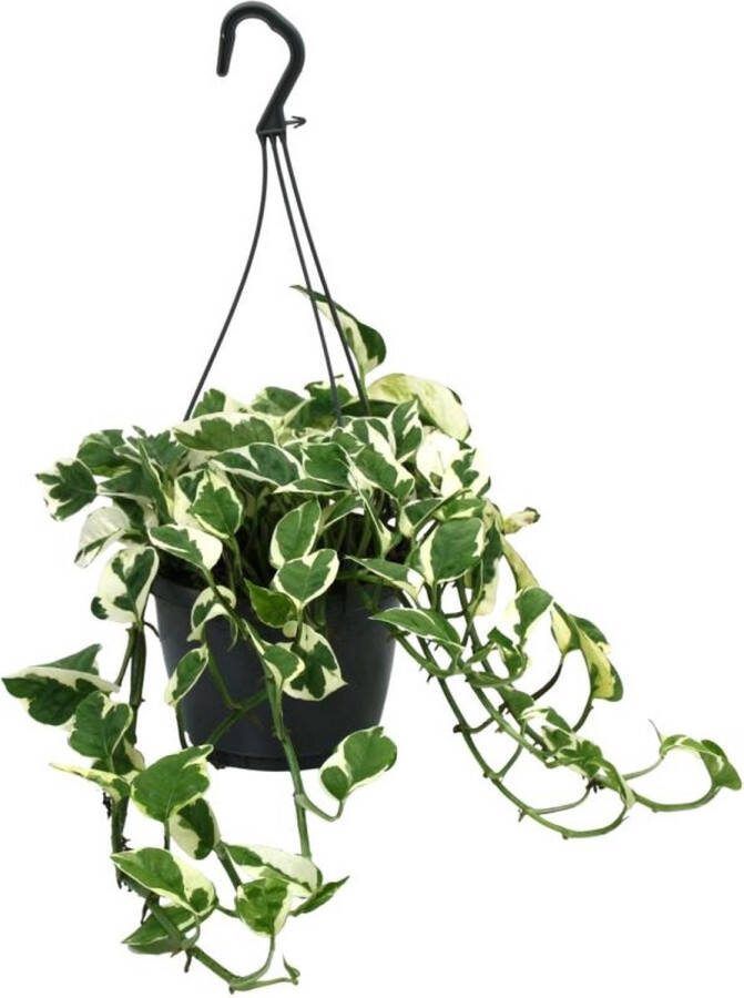 BOTANICLY Groene plant – Epipremnum (Scindapsus Epipremnum N Joy) met bloempot – Hoogte: 35 cm – van