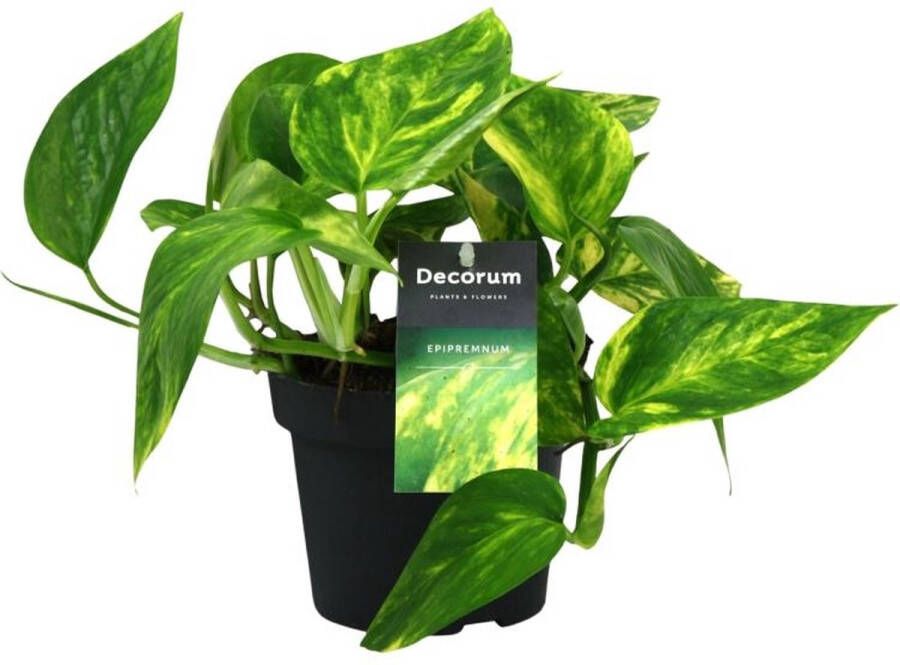 BOTANICLY Groene plant – Epipremnum (Scindapsus Epipremnum Pinnatum HiColor) – Hoogte: 20 cm – van