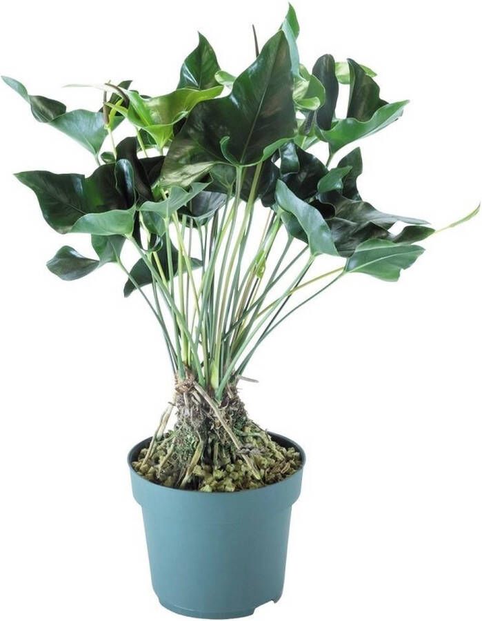 BOTANICLY Groene plant – Flamingoplant (Anthurium Arrow) – Hoogte: 80 cm – van