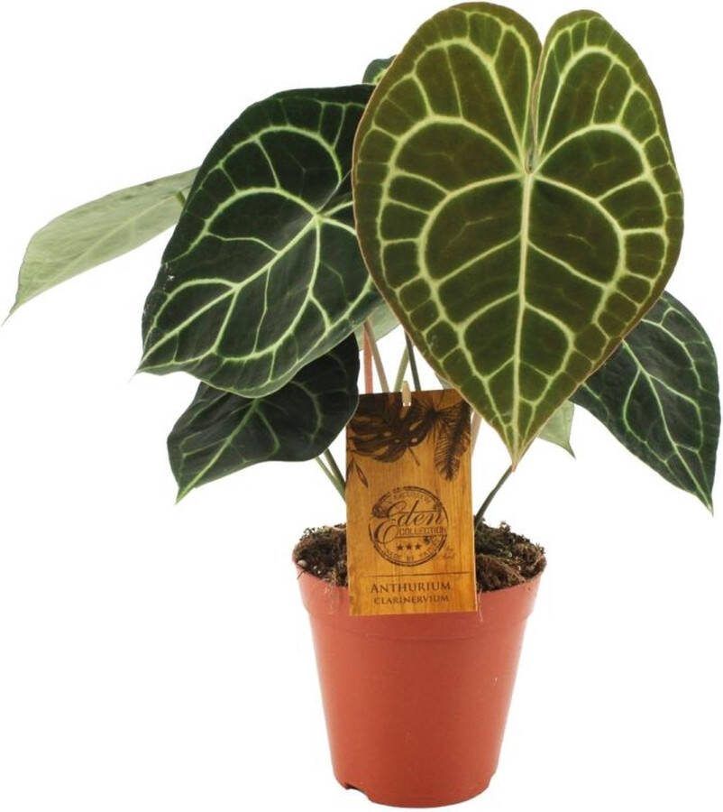 BOTANICLY Groene plant – Flamingoplant (Anthurium) – Hoogte: 25 cm – van