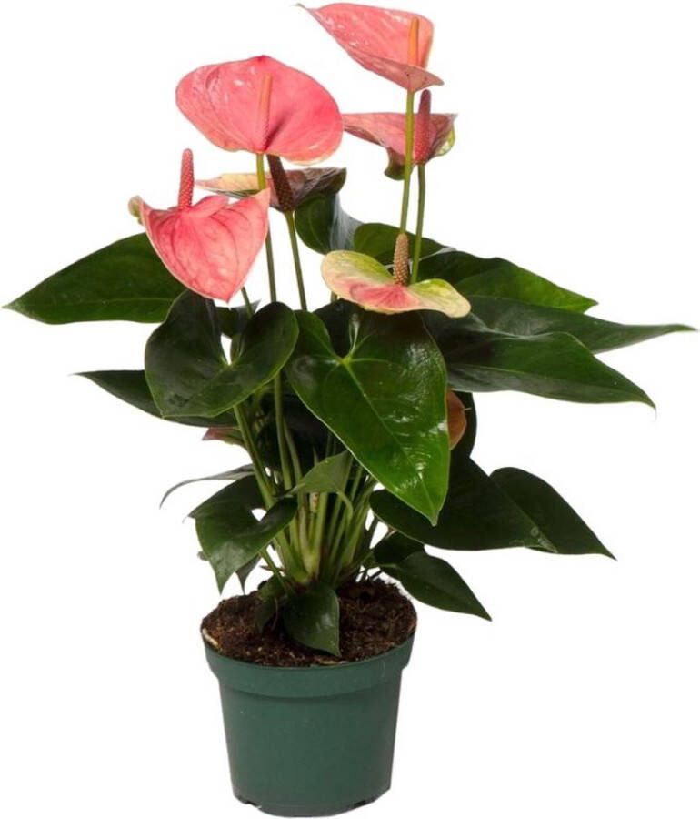 BOTANICLY Groene plant – Flamingoplant (Anthurium) – Hoogte: 35 cm – van