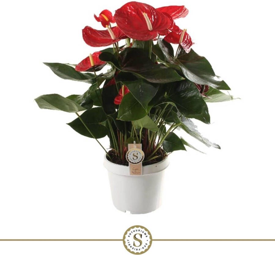 BOTANICLY Groene plant – Flamingoplant (Anthurium) – Hoogte: 65 cm – van