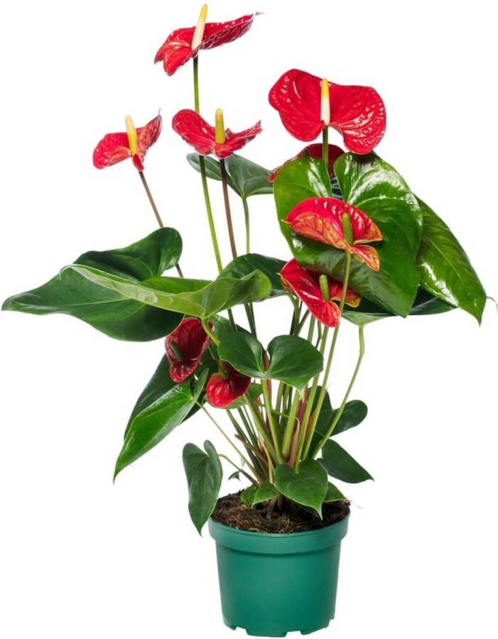 BOTANICLY Groene plant – Flamingoplant (Anthurium) – Hoogte: 65 cm – van