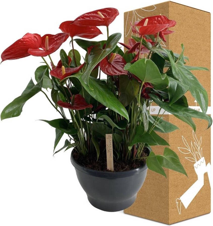 BOTANICLY Groene plant – Flamingoplant (Anthurium) – Hoogte: 70 cm – van