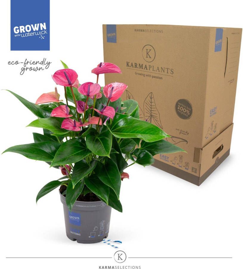 BOTANICLY Groene plant – Flamingoplant (Anthurium Purple) met bloempot – Hoogte: 50 cm – van