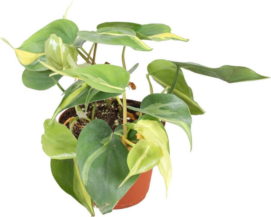 BOTANICLY Groene plant – Gatenplant (Philodendron Brasil) – Hoogte: 20 cm – van