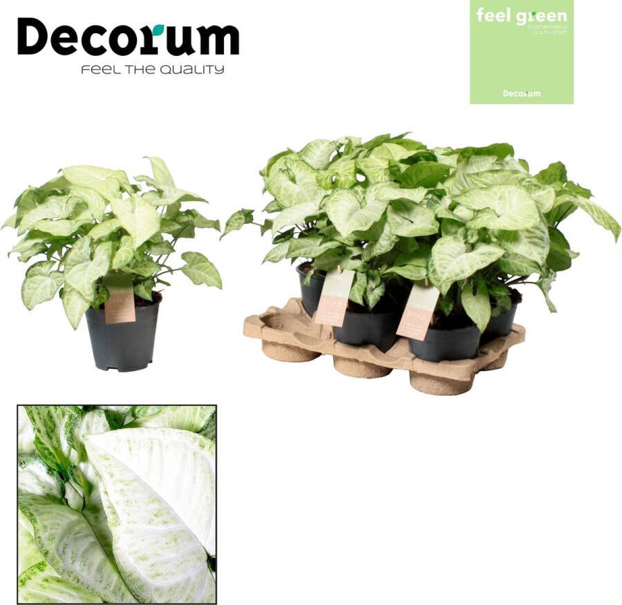 BOTANICLY Groene plant – Gatenplant (Syngonium White Butterfly) – Hoogte: 35 cm – van