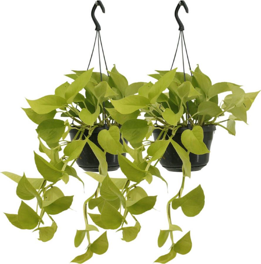 BOTANICLY Groene plant – Goudrank (Epipremnum Golden Pothos) – Hoogte: 20 cm – van