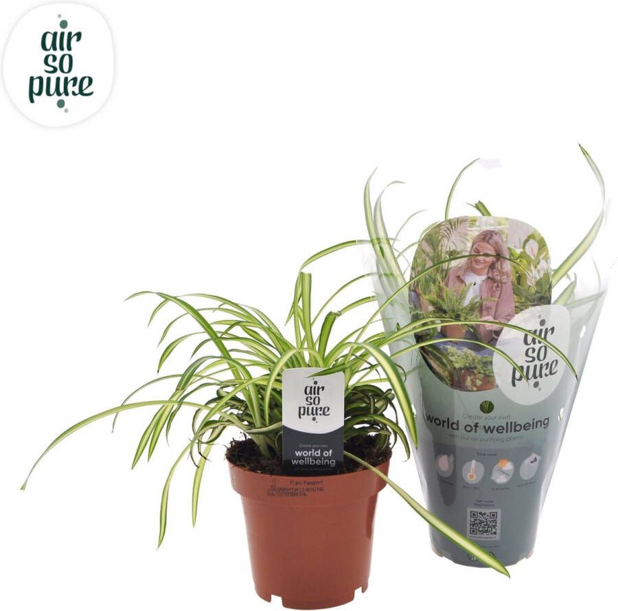 BOTANICLY Groene plant – Graslelie (Chlorophytum atlantic) – Hoogte: 25 cm – van