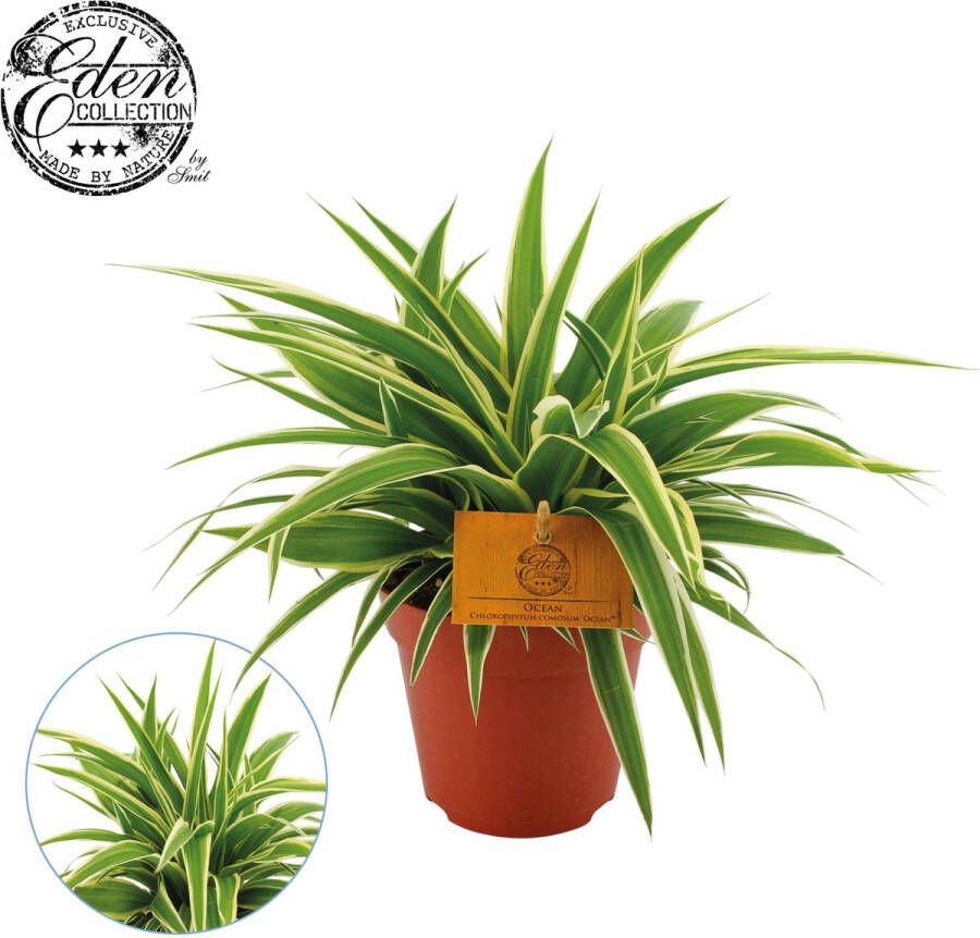 BOTANICLY Groene plant – Graslelie (Chlorophytum) – Hoogte: 20 cm – van