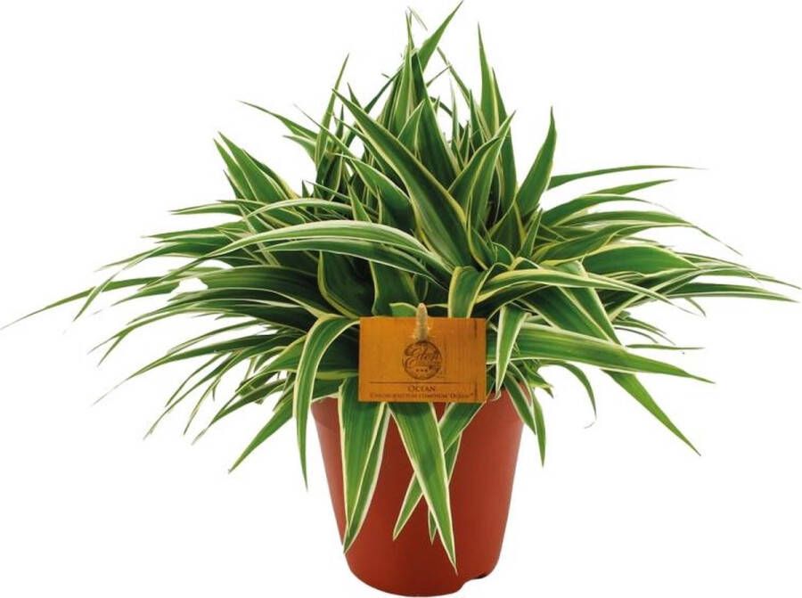 BOTANICLY Groene plant – Graslelie (Chlorophytum) – Hoogte: 25 cm – van