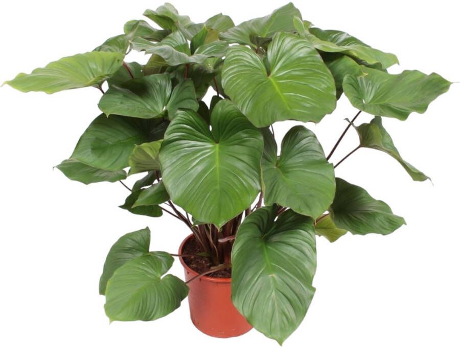 BOTANICLY Groene plant – Homalomena rubescens Maggy (Homalomena rubescens Maggy) – Hoogte: 140 cm – van