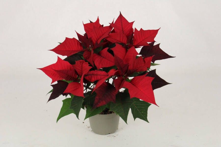 BOTANICLY Groene plant – Kayla Red Special Leaves (Kayla Red Special Leaves) – Hoogte: 30 cm – van