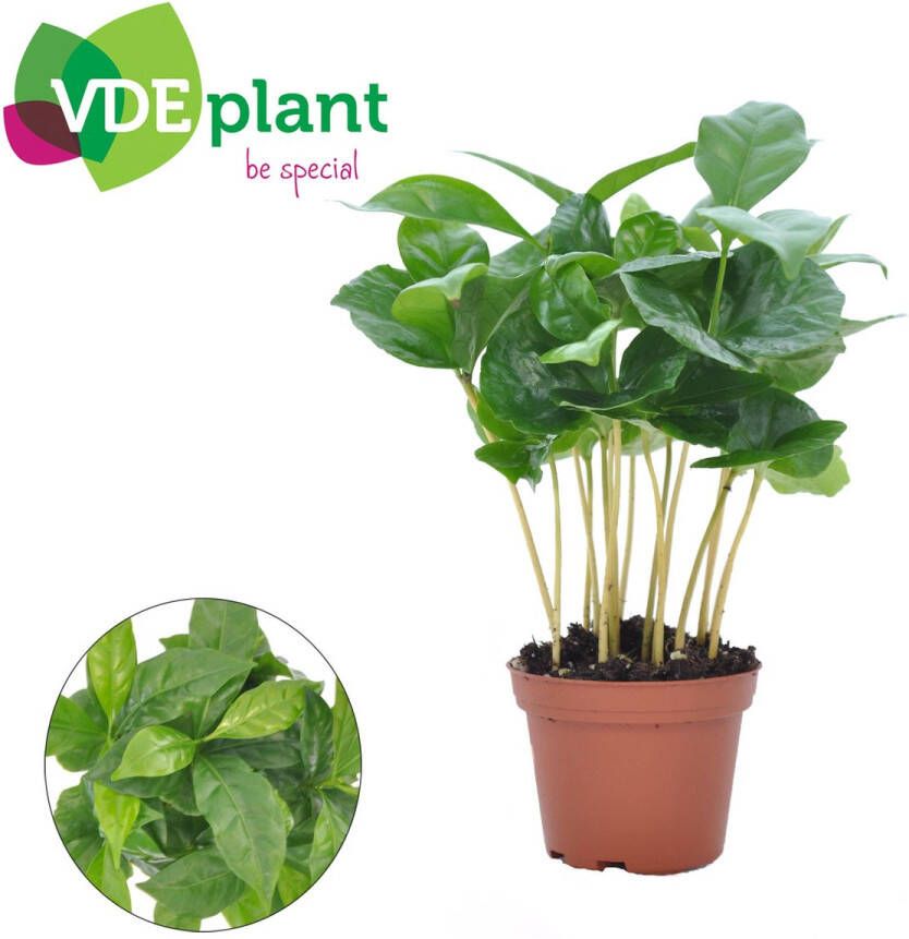BOTANICLY Groene plant – Koffieplant (Coffea Arabica) – Hoogte: 15 cm – van