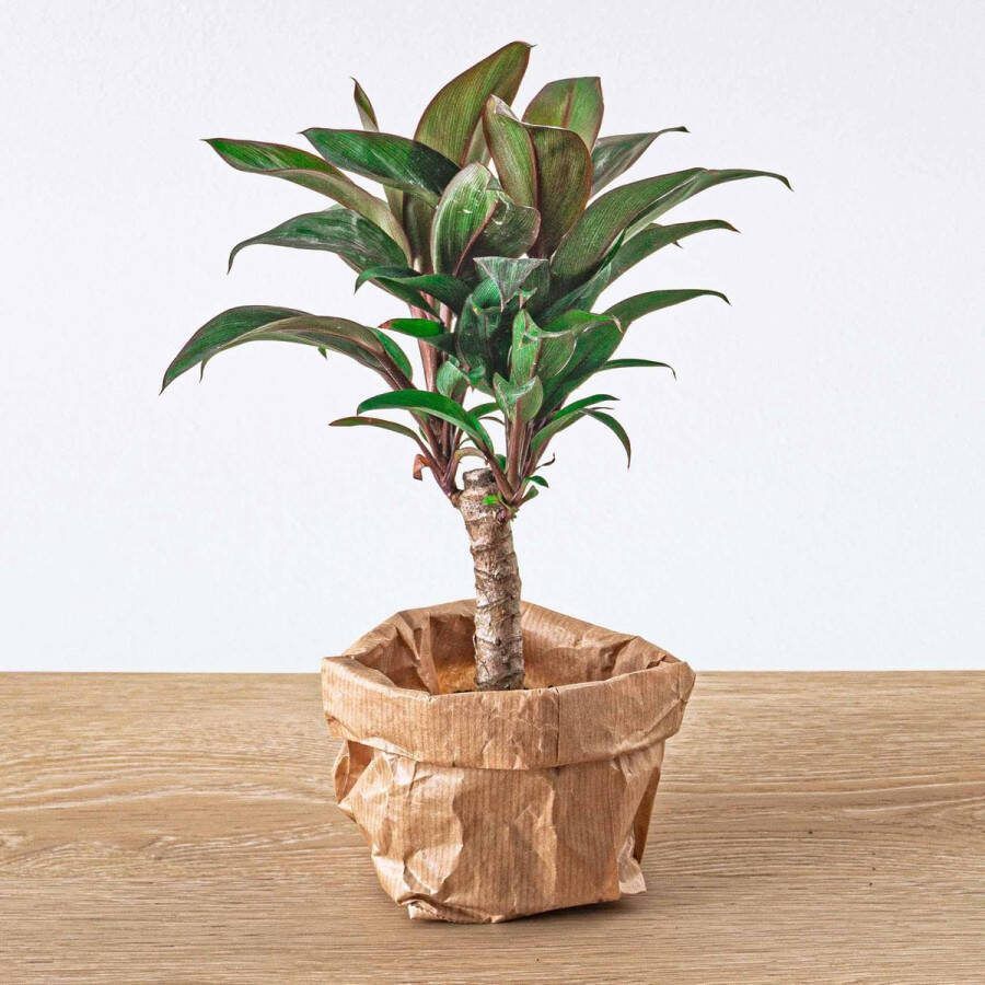 BOTANICLY Groene plant – Koolpalm (Cordyline fruticosa Purple Compacta) – Hoogte: 5 cm – van