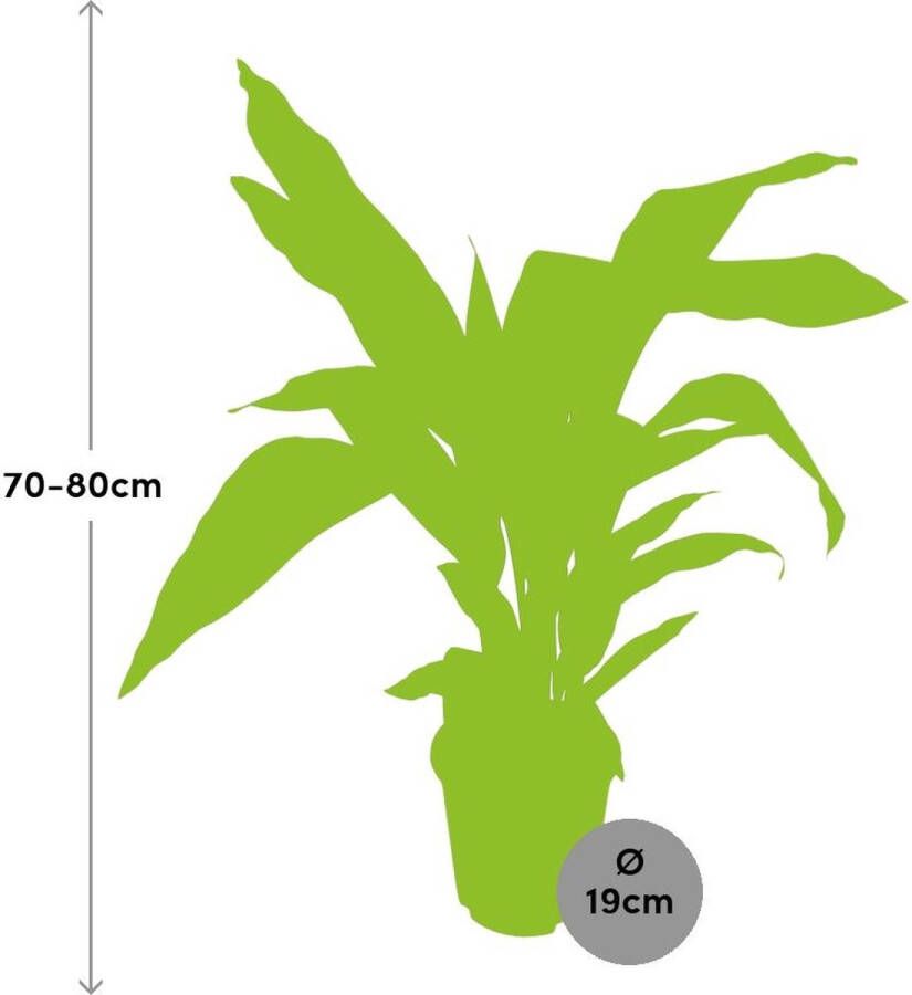 BOTANICLY Groene plant – Kwartjesplant (Aspidistra elatior) – Hoogte: 80 cm – van