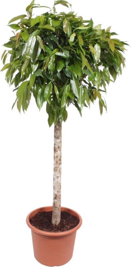 BOTANICLY Groene plant – Langbladige vijgenboom (Ficus Amstel King) – Hoogte: 180 cm – van