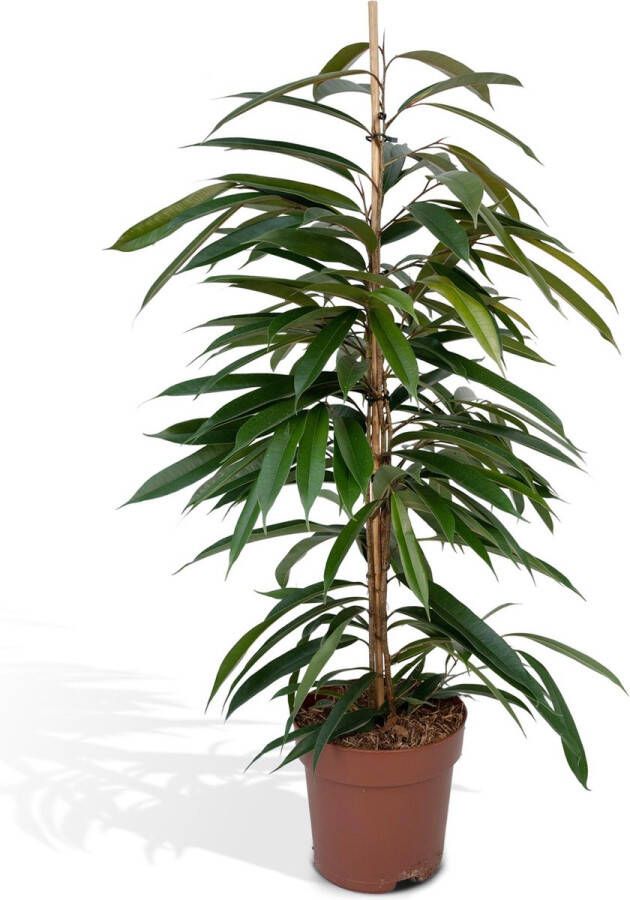 BOTANICLY Groene plant – Langbladige vijgenboom (Ficus Amstel King) – Hoogte: 95 cm – van