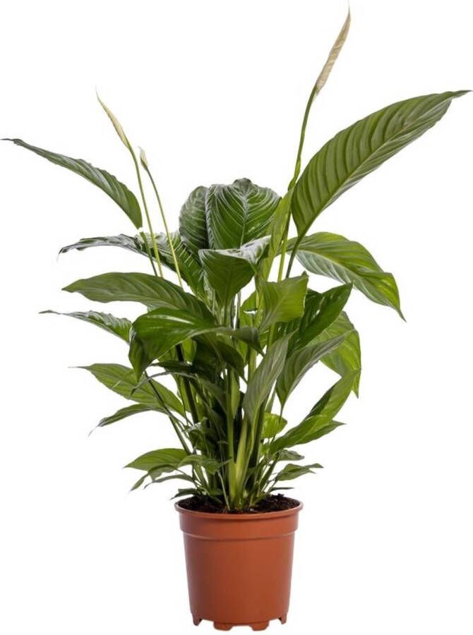 BOTANICLY Groene plant – Lepelplant (Spathiphyllum Bingo Cupido) – Hoogte: 80 cm – van
