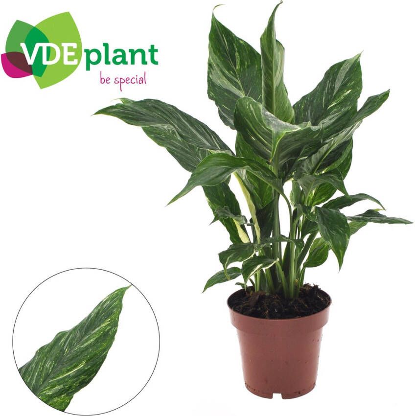 BOTANICLY Groene plant – Lepelplant (Spathiphyllum Diamond) – Hoogte: 40 cm – van