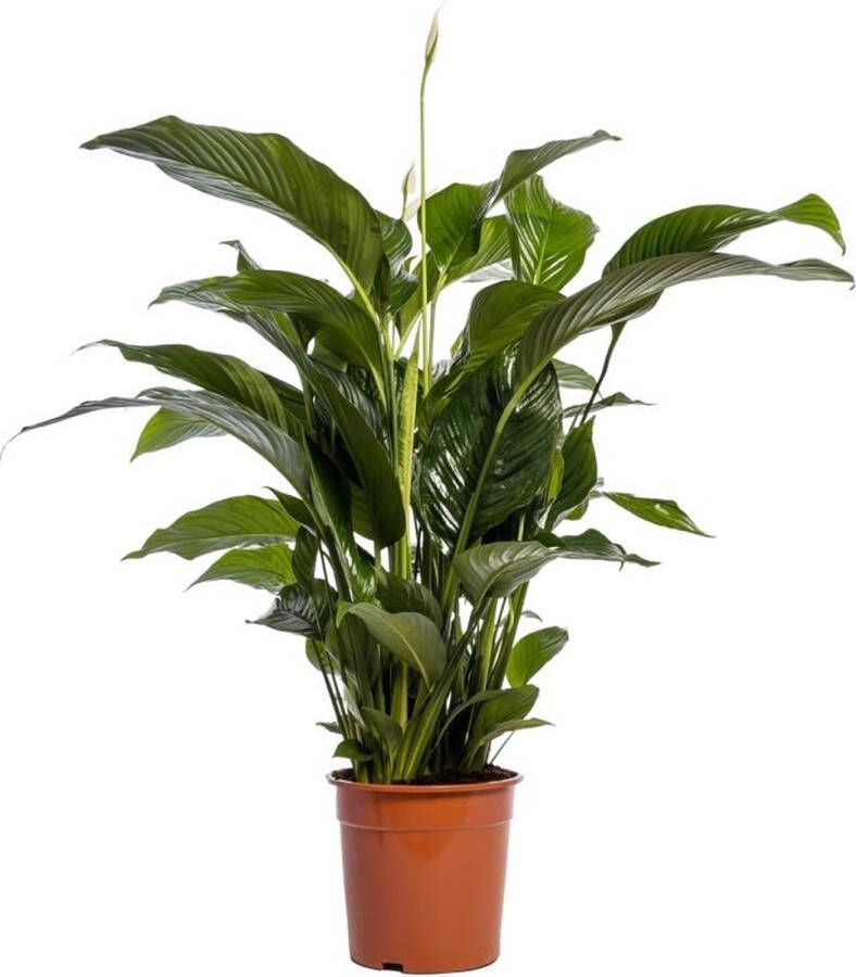 BOTANICLY Groene plant – Lepelplant (Spathiphyllum) – Hoogte: 100 cm – van