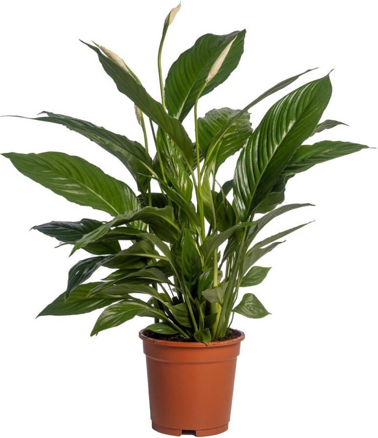 BOTANICLY Groene plant – Lepelplant (Spathiphyllum) – Hoogte: 70 cm – van