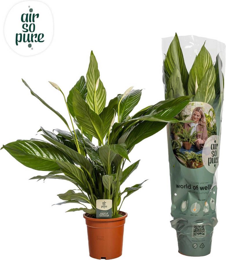 BOTANICLY Groene plant – Lepelplant (Spathiphyllum) – Hoogte: 75 cm – van