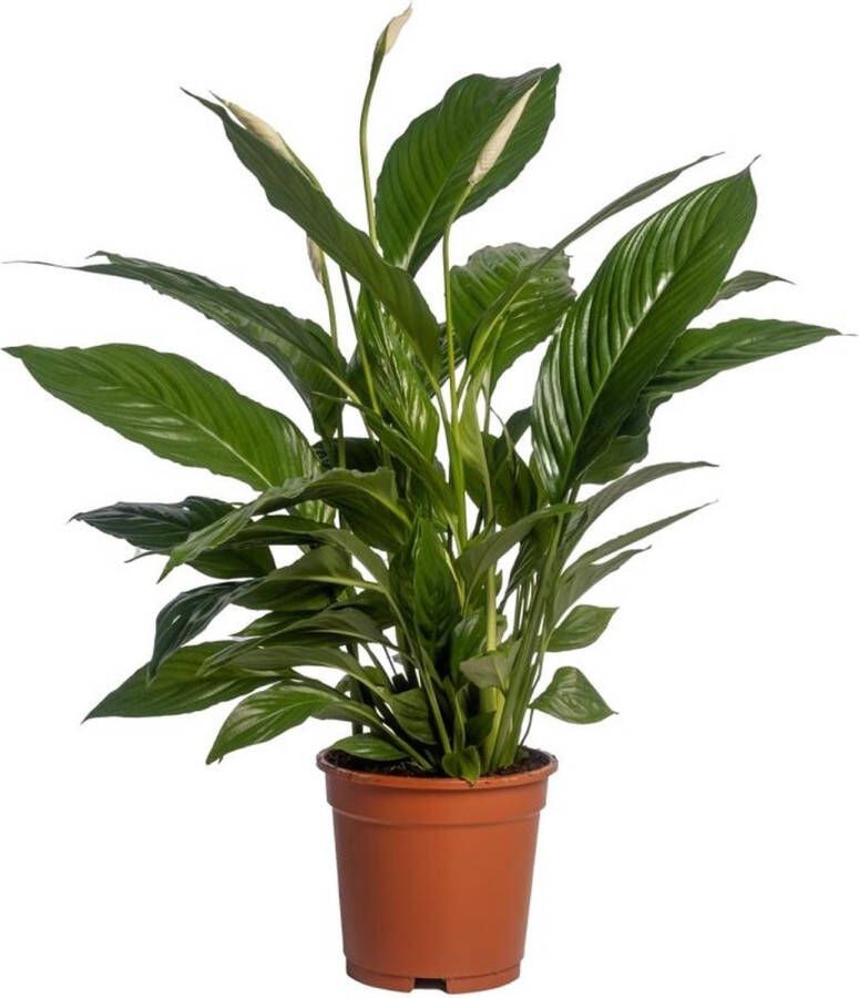 BOTANICLY Groene plant – Lepelplant (Spathiphyllum Vivaldi) – Hoogte: 70 cm – van