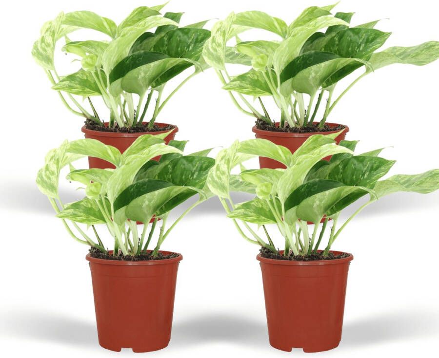 BOTANICLY Groene plant – Marmerblad (Epipremnum Marble Queen) – Hoogte: 10 cm – van