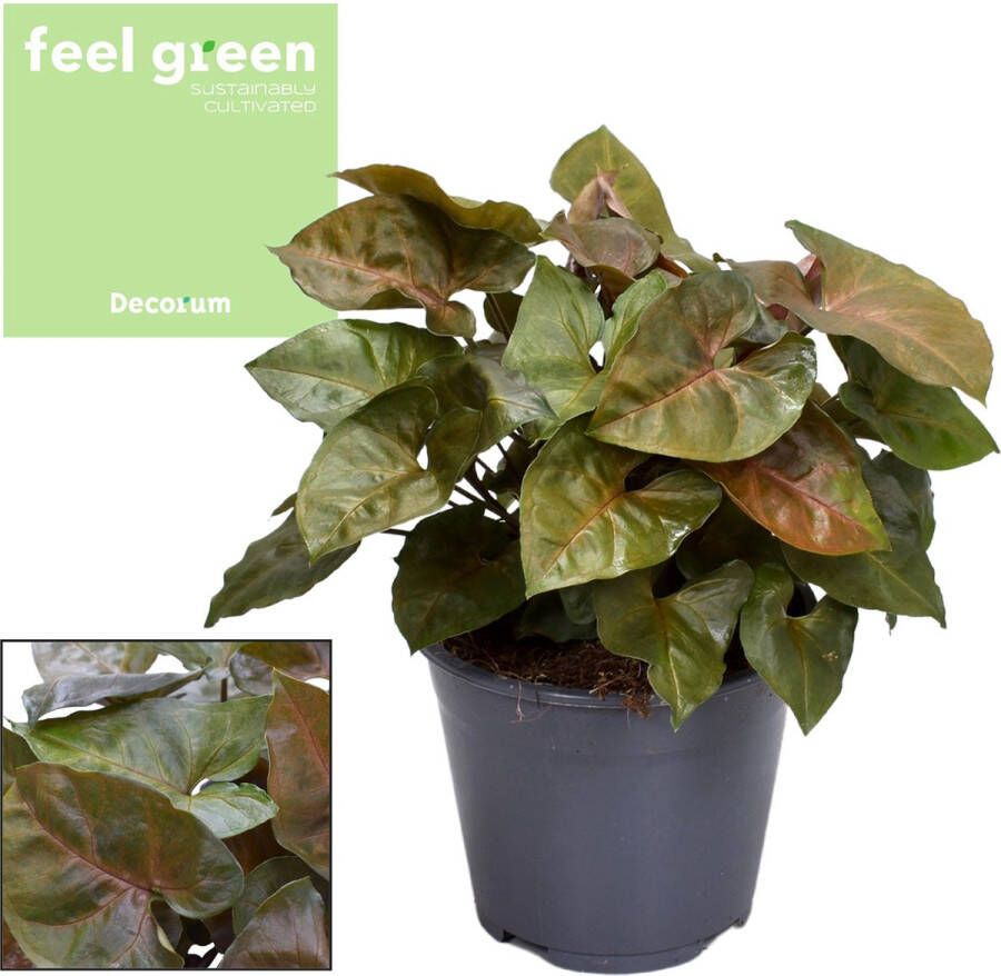 BOTANICLY Groene plant – Neonklimop (Syngonium Maria) – Hoogte: 25 cm – van