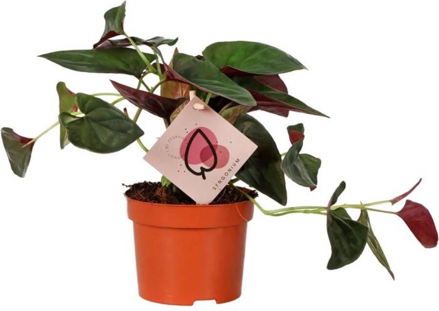 BOTANICLY Groene plant – Neonklimop (Syngonium Red Arrow) – Hoogte: 25 cm – van