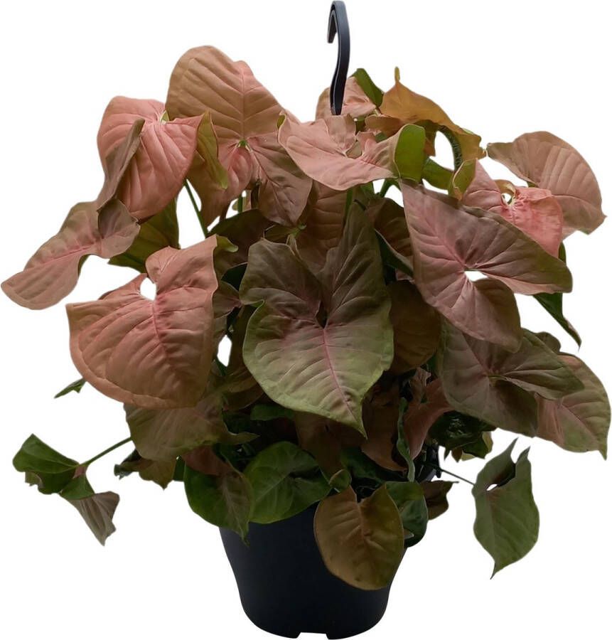 BOTANICLY Groene plant – Neonklimop (Syngonium Red Heart) met bloempot – Hoogte: 35 cm – van