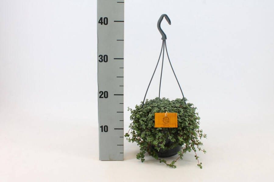 BOTANICLY Groene plant – Pannenkoekenplant (Pilea Glauca) met bloempot – Hoogte: 25 cm – van