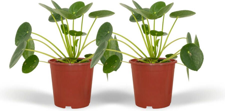 BOTANICLY Groene plant – Pannenkoekenplant (Pilea Peperomiodes) – Hoogte: 15 cm – van