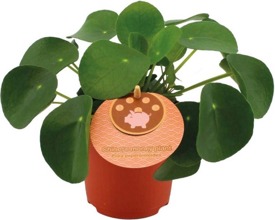 BOTANICLY Groene plant – Pannenkoekenplant (Pilea Peperomioides) – Hoogte: 15 cm – van