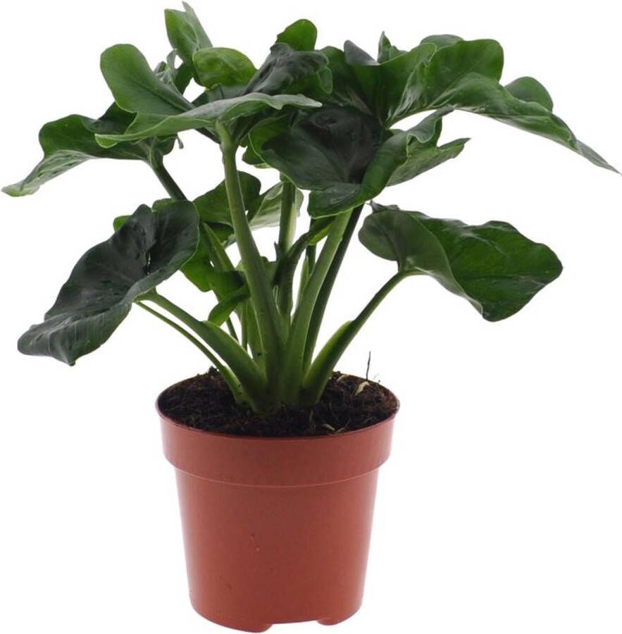 BOTANICLY Groene plant – Philodendron (Philodendron Atom) – Hoogte: 25 cm – van