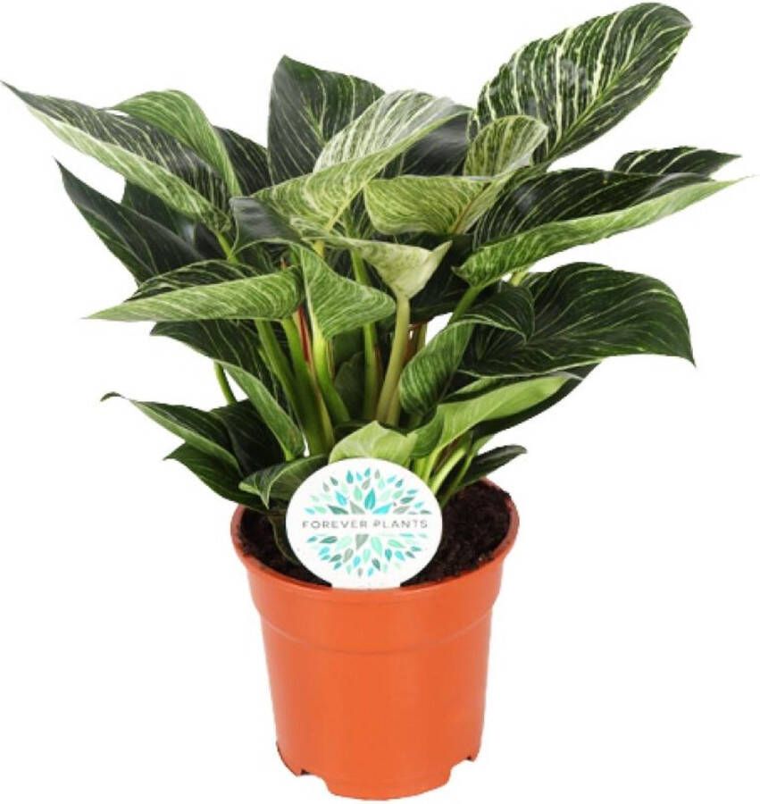 BOTANICLY Groene plant – Philodendron (Philodendron Birkin) – Hoogte: 30 cm – van