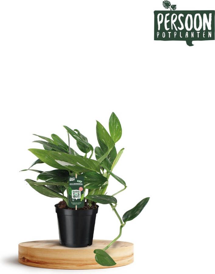 BOTANICLY Groene plant – Philodendron (Philodendron Cobra) – Hoogte: 50 cm – van