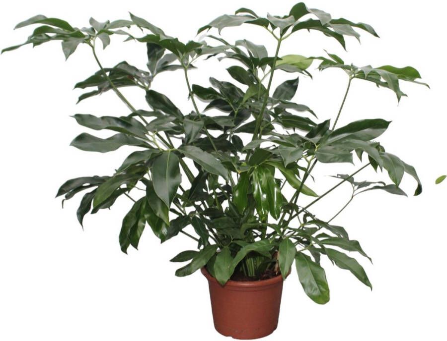 BOTANICLY Groene plant – Philodendron (Philodendron Green Wonder) – Hoogte: 140 cm – van