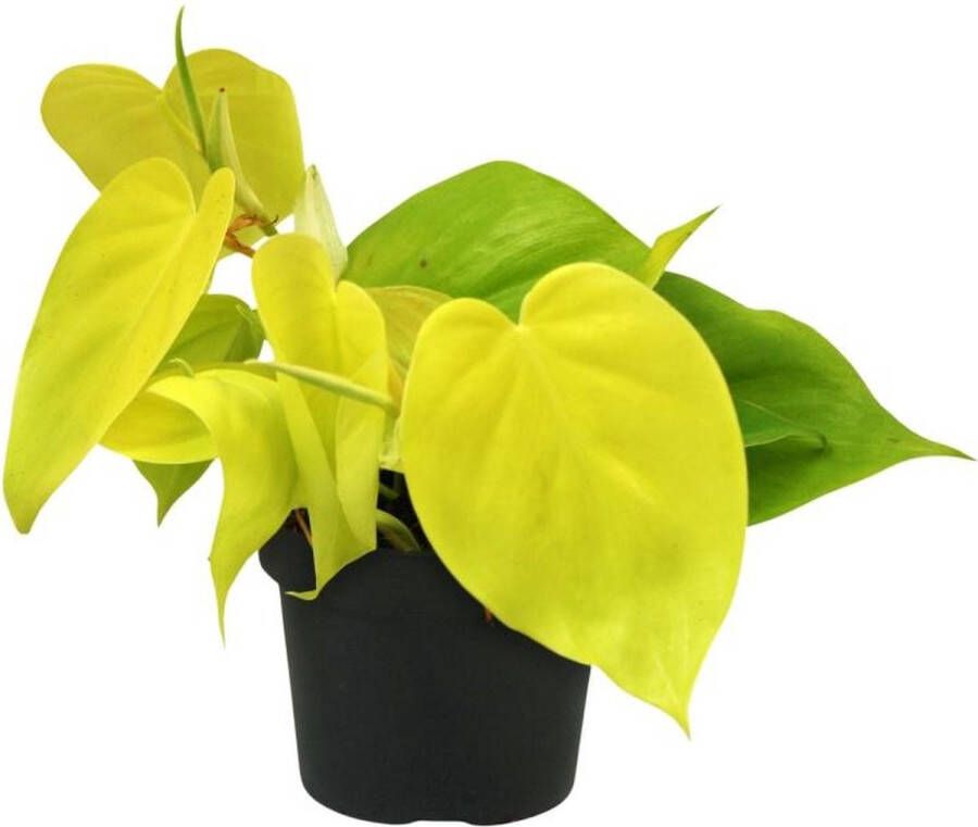 BOTANICLY Groene plant – Philodendron (Philodendron) – Hoogte: 20 cm – van