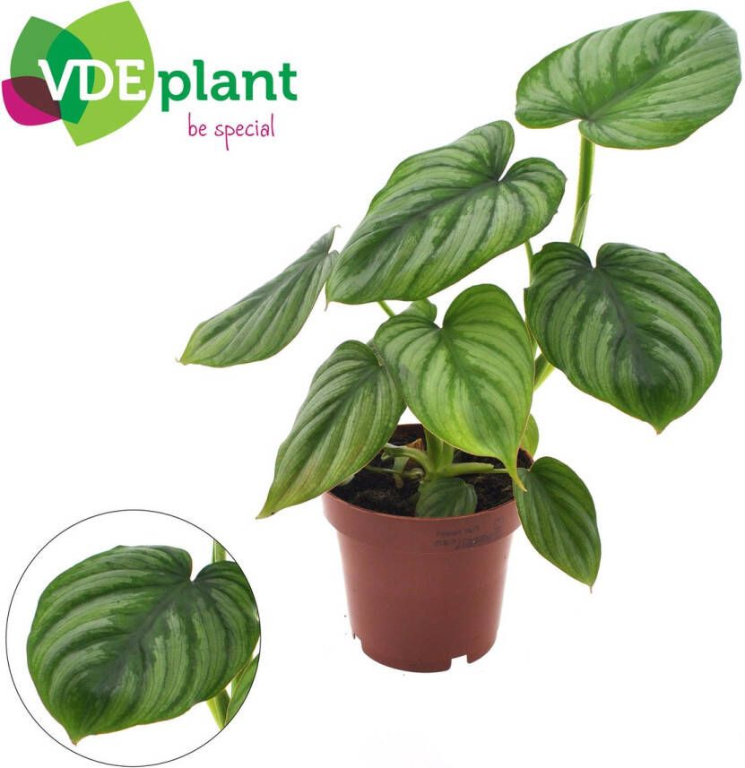 BOTANICLY Groene plant – Philodendron (Philodendron) – Hoogte: 25 cm – van